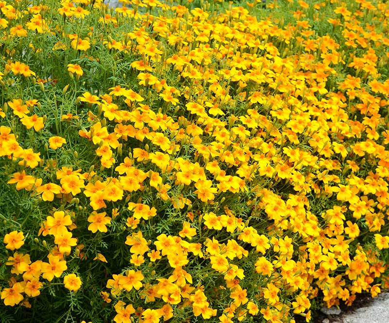 Tagetes som gröngödsling