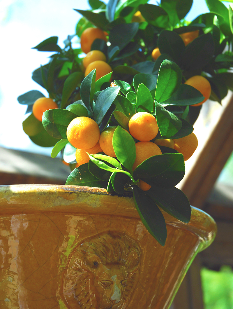 citrusplanta i kruka