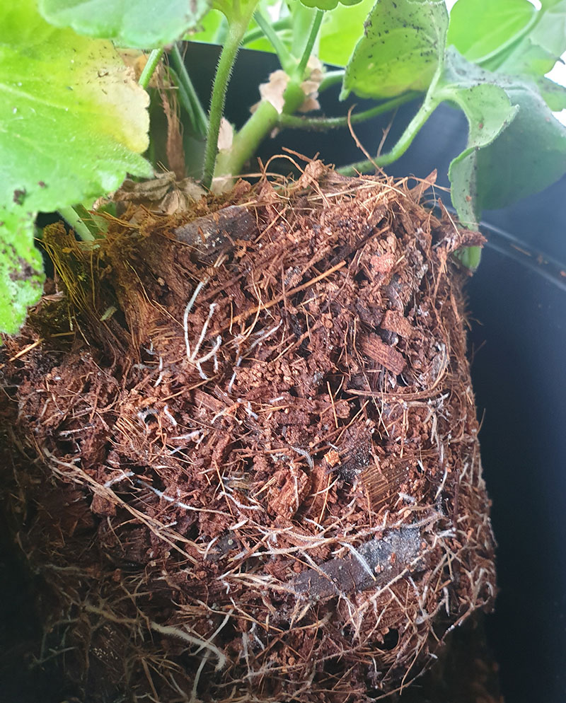 Pelargon odlad i kokos med fina rötter