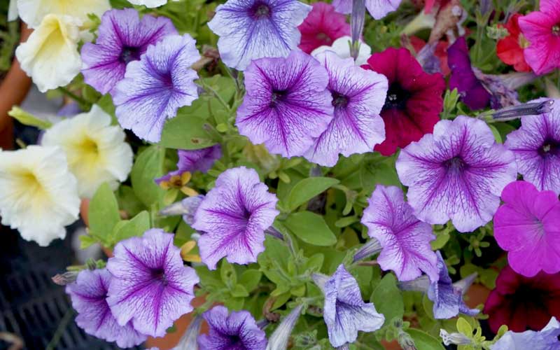 Sommarblommor Petunia - LS