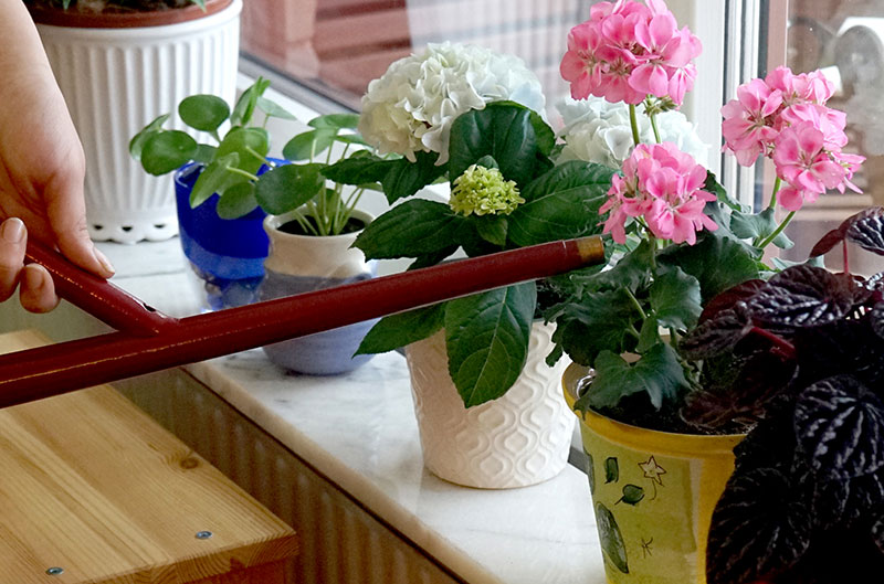 Näringsvattning av krukväxter som blommar med urin