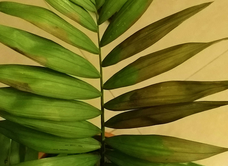 Fluorskada på palmblad