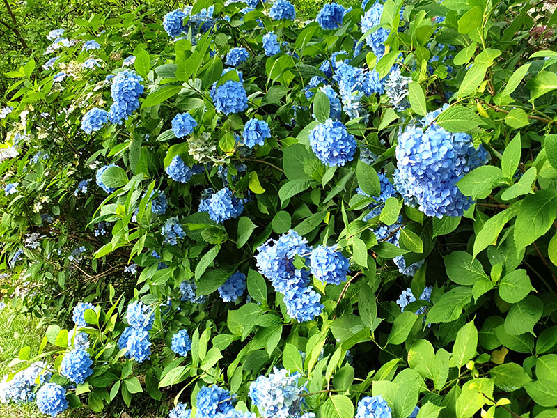 Blå hortensia