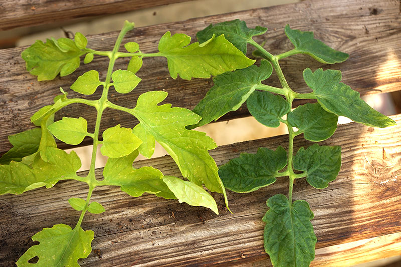 kvävebrist på tomatblad