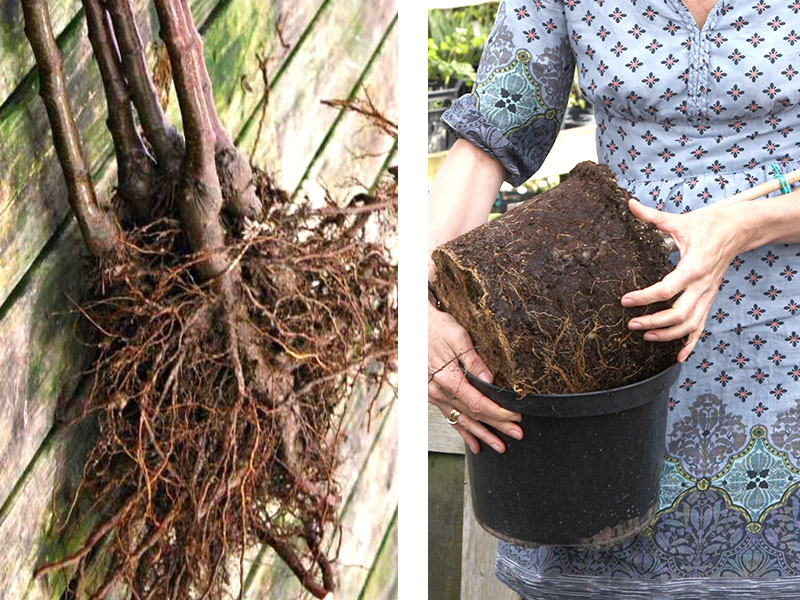 barrade häckplantor och häckplanta i kruka