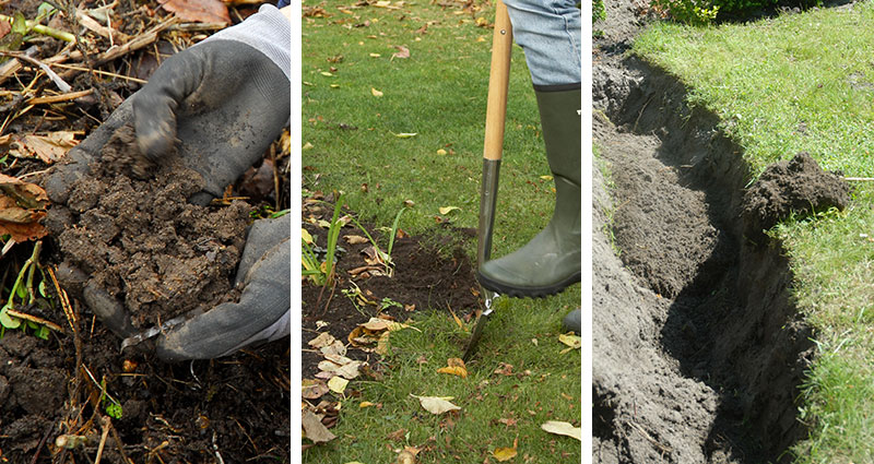 Plantering av häckväxter