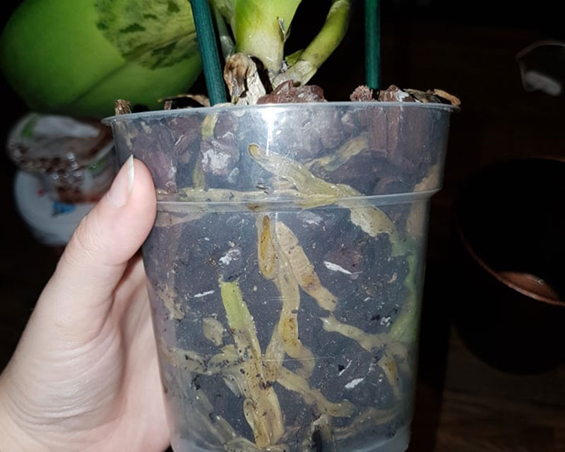 Ruttna rötter på orkidé