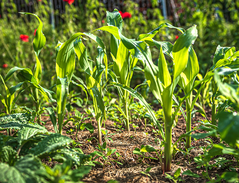 Odling av majs med täckodling, mulching