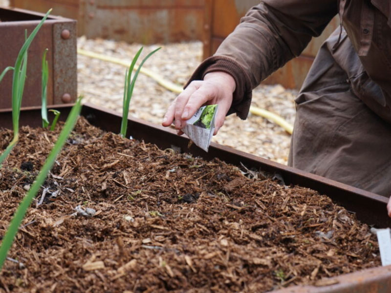 Direktsådd av sallat i odlinglåda