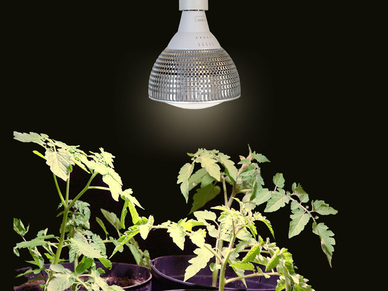 Växtbelysning för uppdragning av tomatplantor
