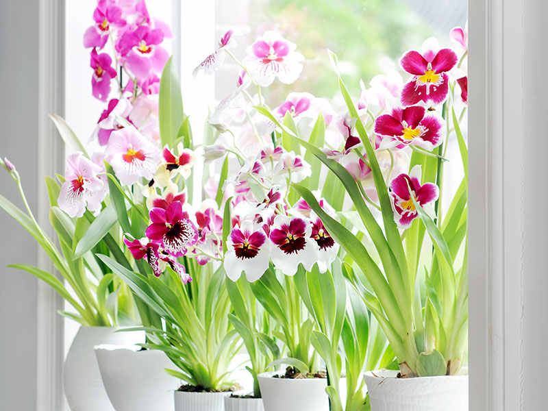 Miltonia orkidéer samling på fönsterbrädan