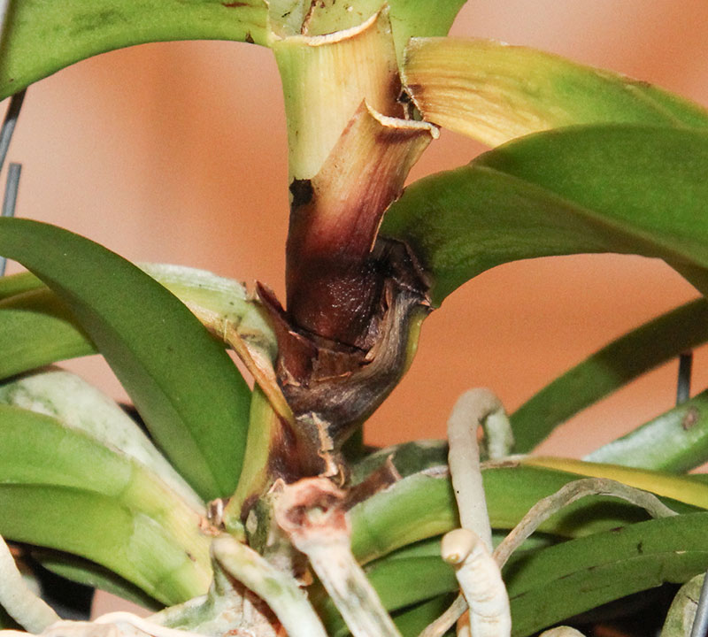 kronröta på orkidé