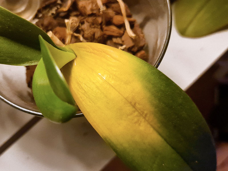 Gula blad på orkidé