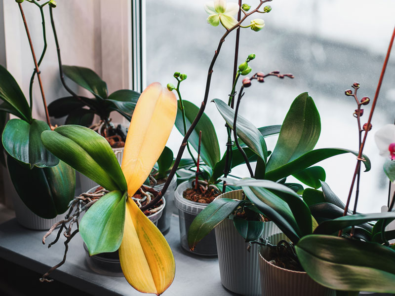 Orkidéer i fönster med gula blad - AS