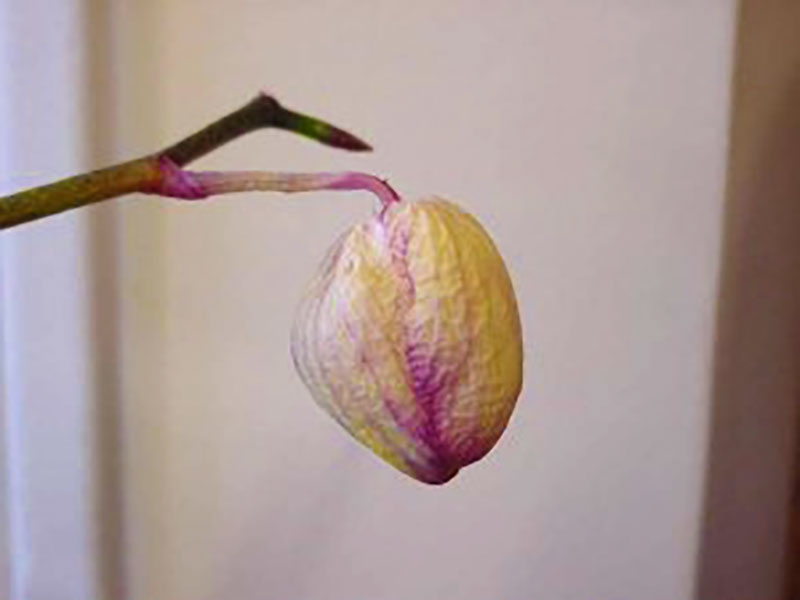sjuk blomknopp på orkidé