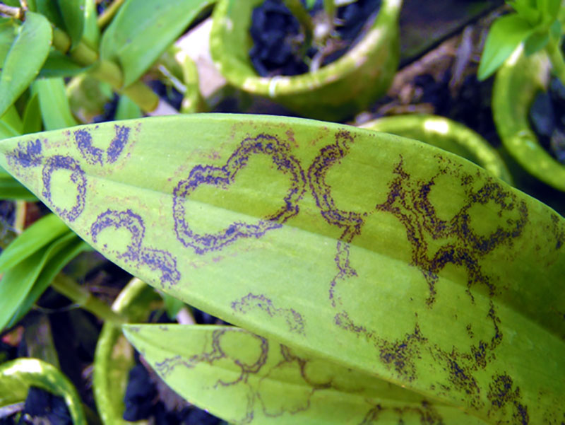 virus på blad av orkidé