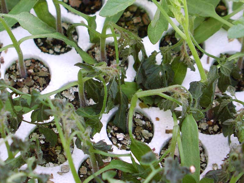 Tomatplantor med frostskador