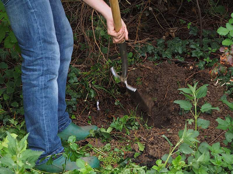 Plantering av buske