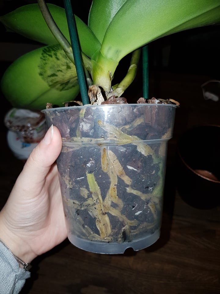 Ruttna orkidérötter 