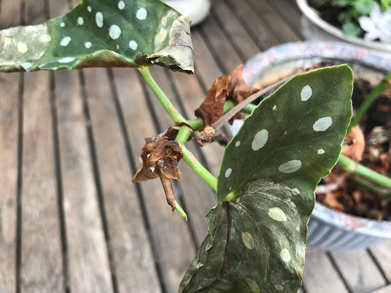 Torksakdade blad på forellbegonia