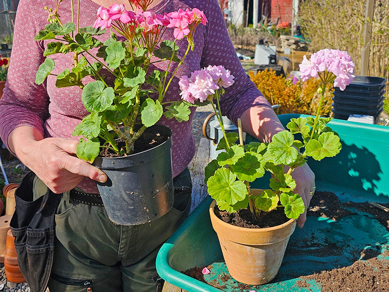 Pelargoner i plastkruka och lerkruka - LS