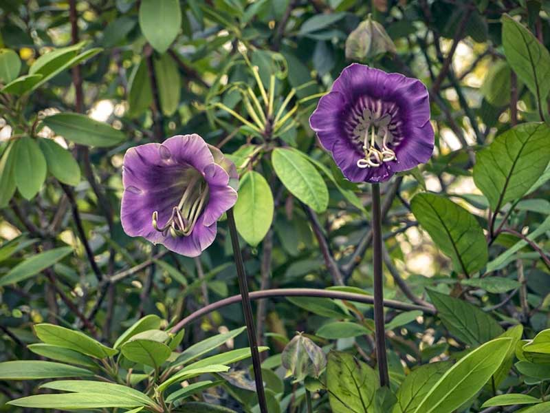 Klockranka i rododendron