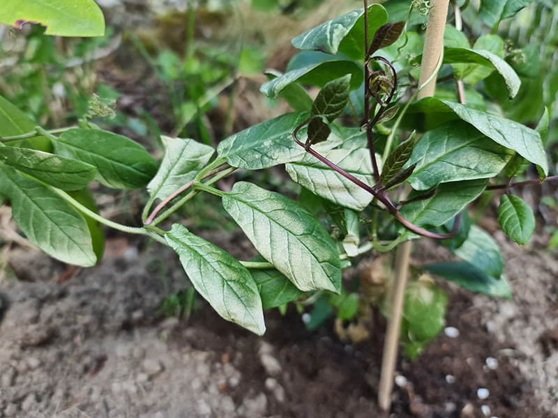 Vita fläckar på klockrankans blad pga strålningsskada av UV-ljuset