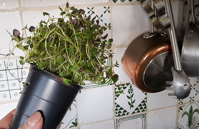 Timjan odlad i kruka inomhus i hydrokultur