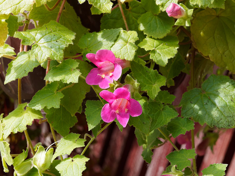 Cerise lejongapsranka - AS