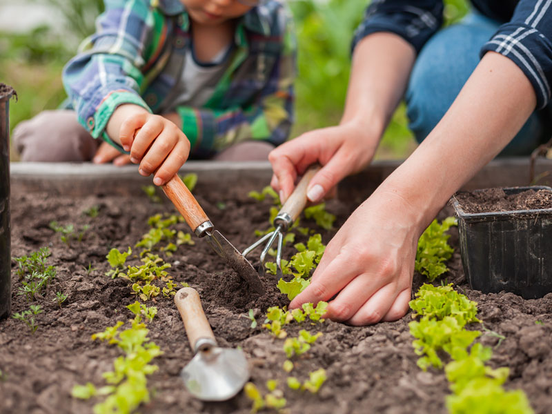 Odling med barn - AS