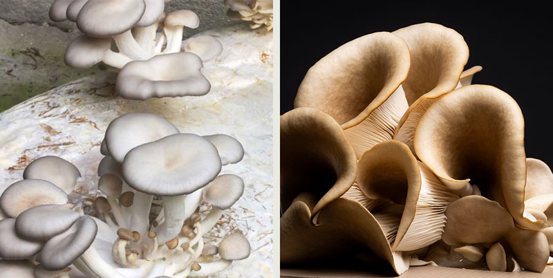 Grå ostronskivling Grå ostronskivling