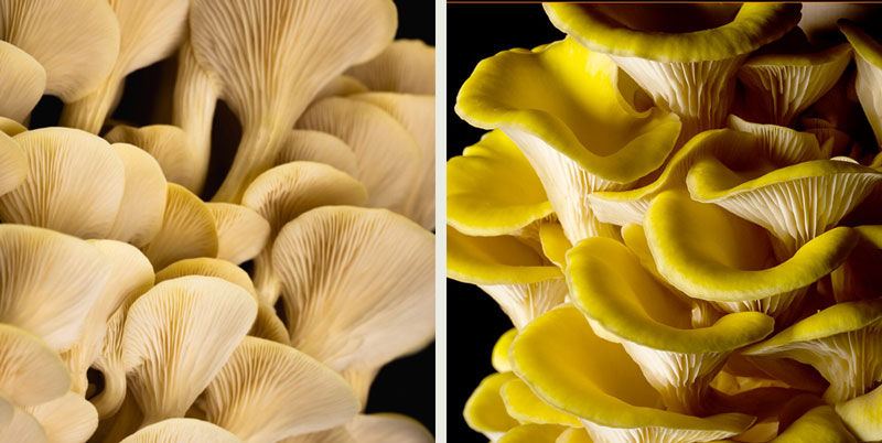 Gul ostronskivling Gul ostronskivling