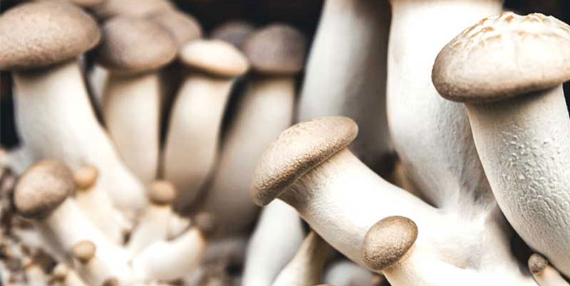 Kungsmussling under tillväxt Kungsmussling under tillväxt