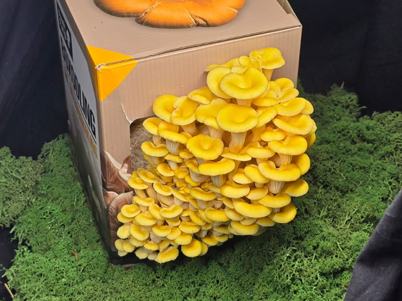 Odal svamp hemma i box