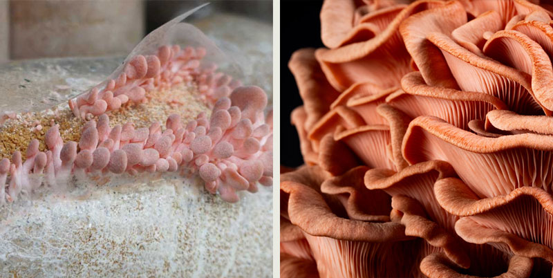 Pink Oyster (rosa ostronskivling) Pink Oyster (rosa ostronskivling)