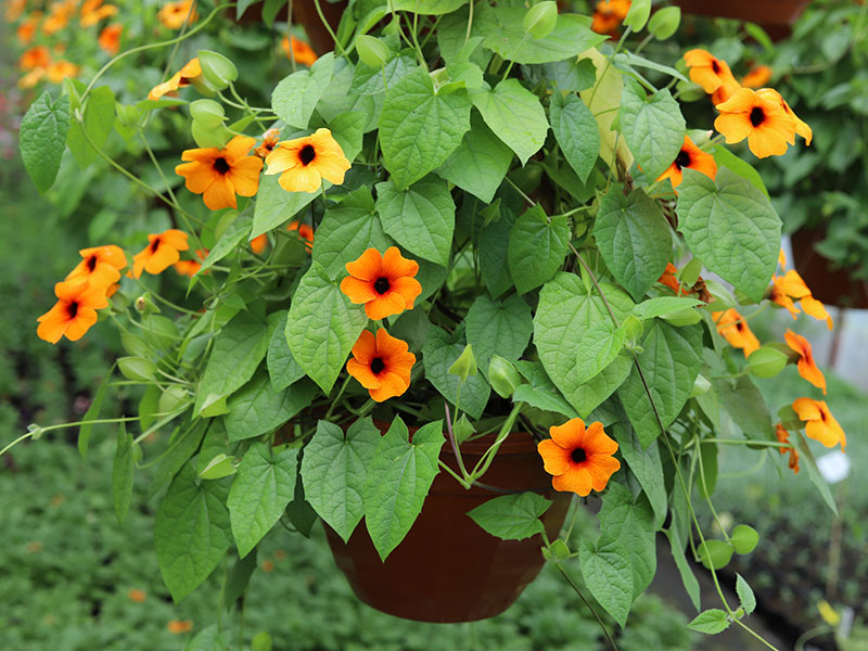 Orange svartöga i ampel
