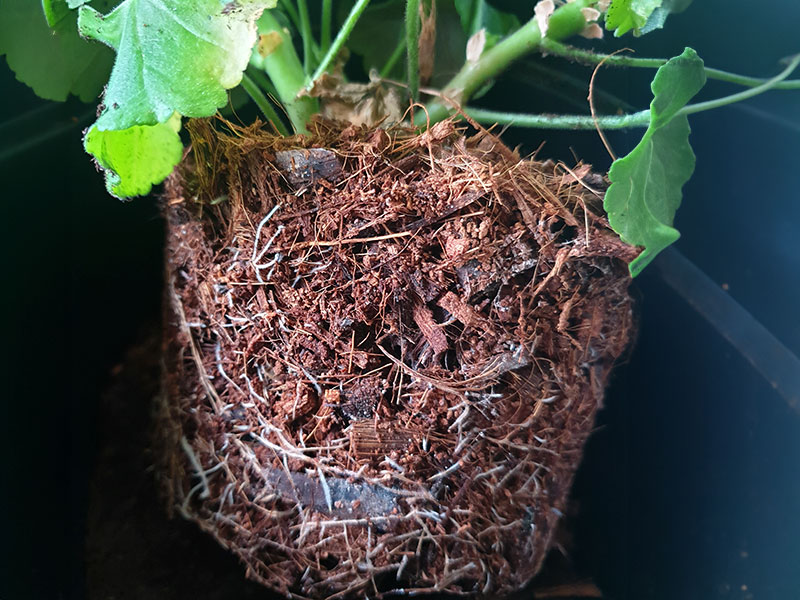 Odling i kokos med pelargonrötter - LS Odling i kokos med pelargonrötter - LS