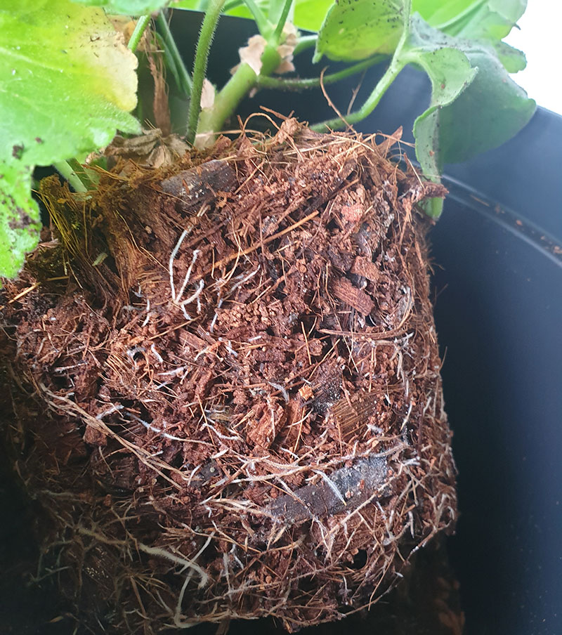 Odling i kokos med pelargonrötter