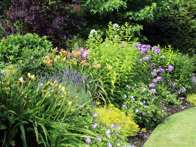 Lila och gul komposition av perenner i rabatt