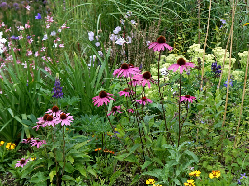 Solhatt och andra perenner i rabatt