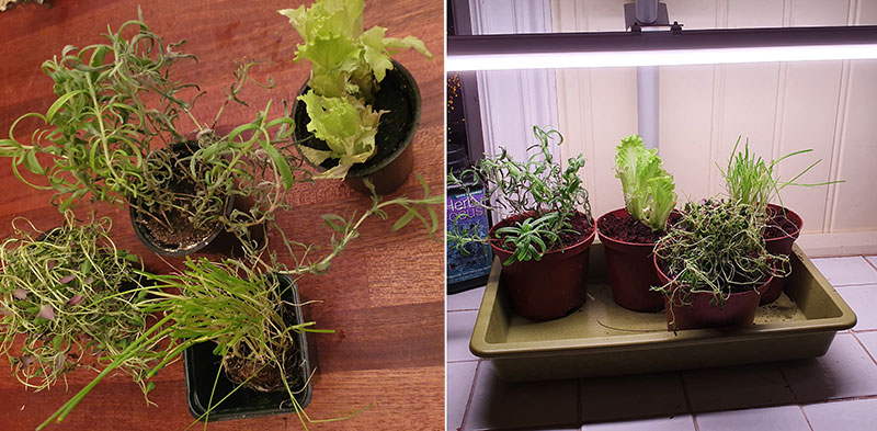 Före och efterbild. Omplanterade kryddväxter som odlas inomhus i kruka