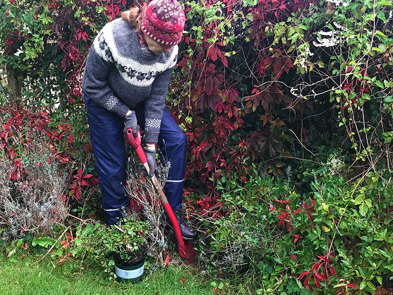 Plantering av buske på hösten i trädgård