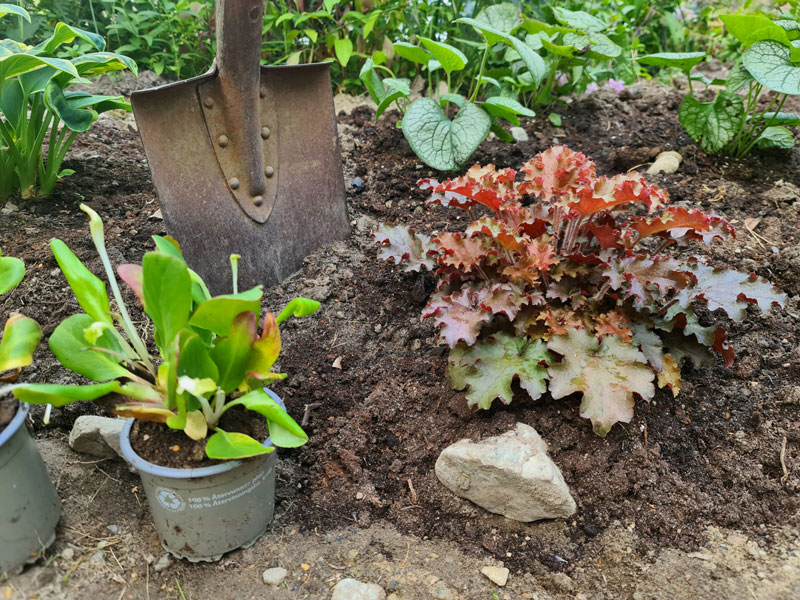 Plantering av perenner på hösten i rabatt - LS