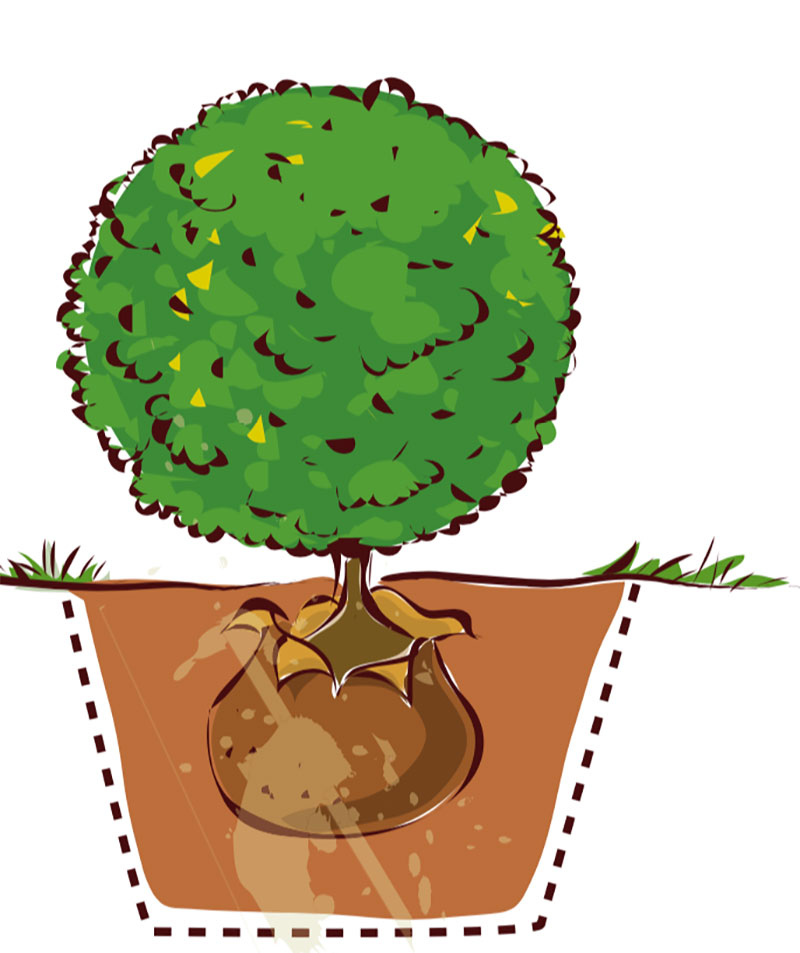 Rätt planteringsnivå för buskar, träd och klätterväxter