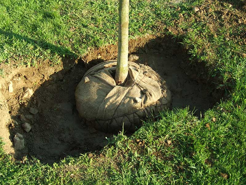 Planteringsgrop i trädgård Planteringsgrop i trädgård