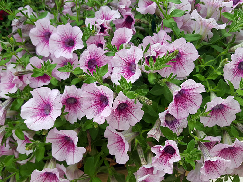 Petunia, sommarblommor