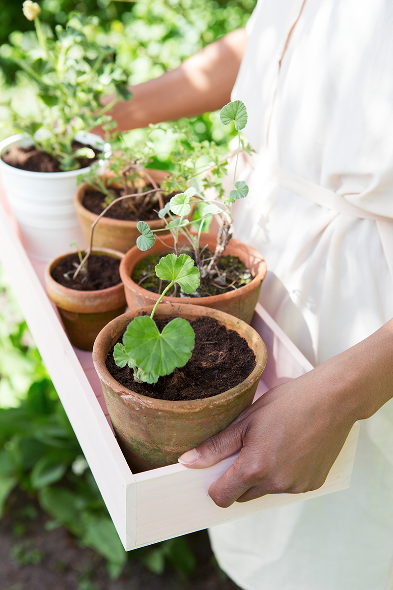Småplantor av pelargoner för utplantering