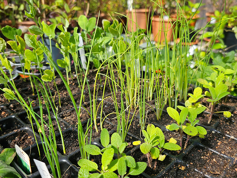 Förodling av lök från frö i pluggbrätte