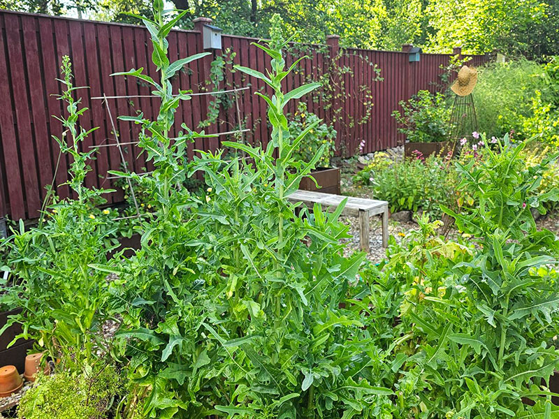 sallatsplantor som stocklöper