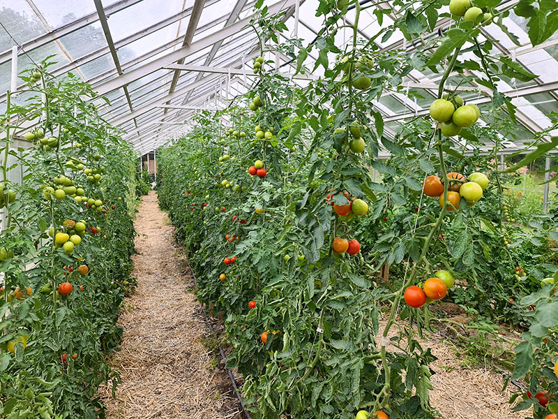 Tomatodling i växthus - LS